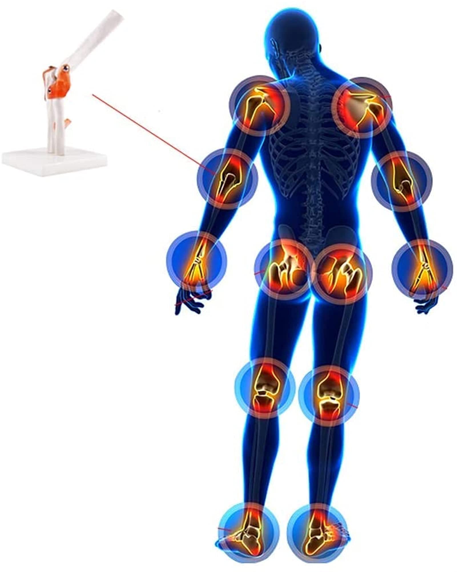 Buy Anatomy Model, Anatomy of The Skeleton Man 6 Parts Models Shoulder