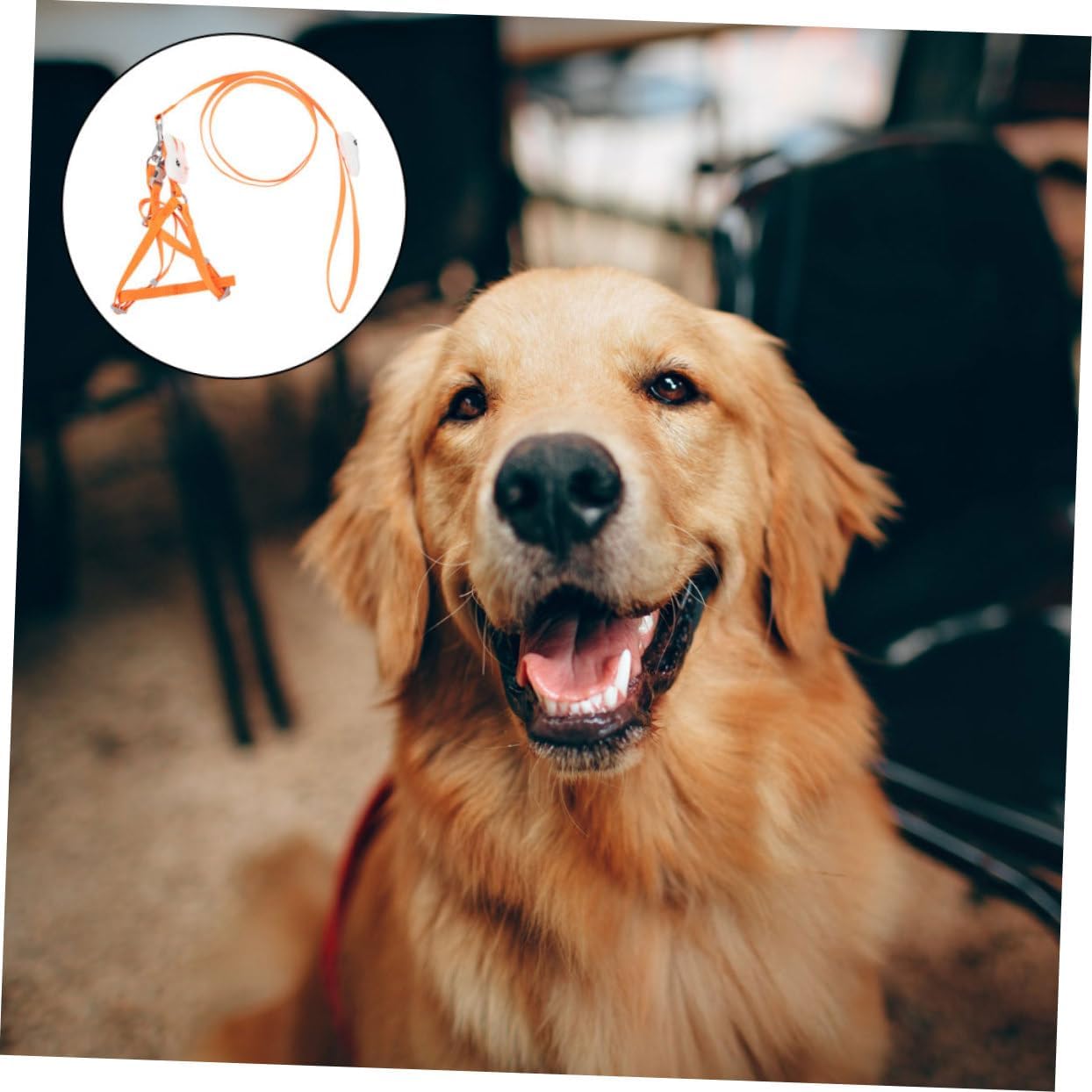 Colorful Pet Dog Harness and Leash Cat Walking Traction Rope for Dogs and Cats Safe and Comfortable Vest for Outdoor Activities Orange Fits