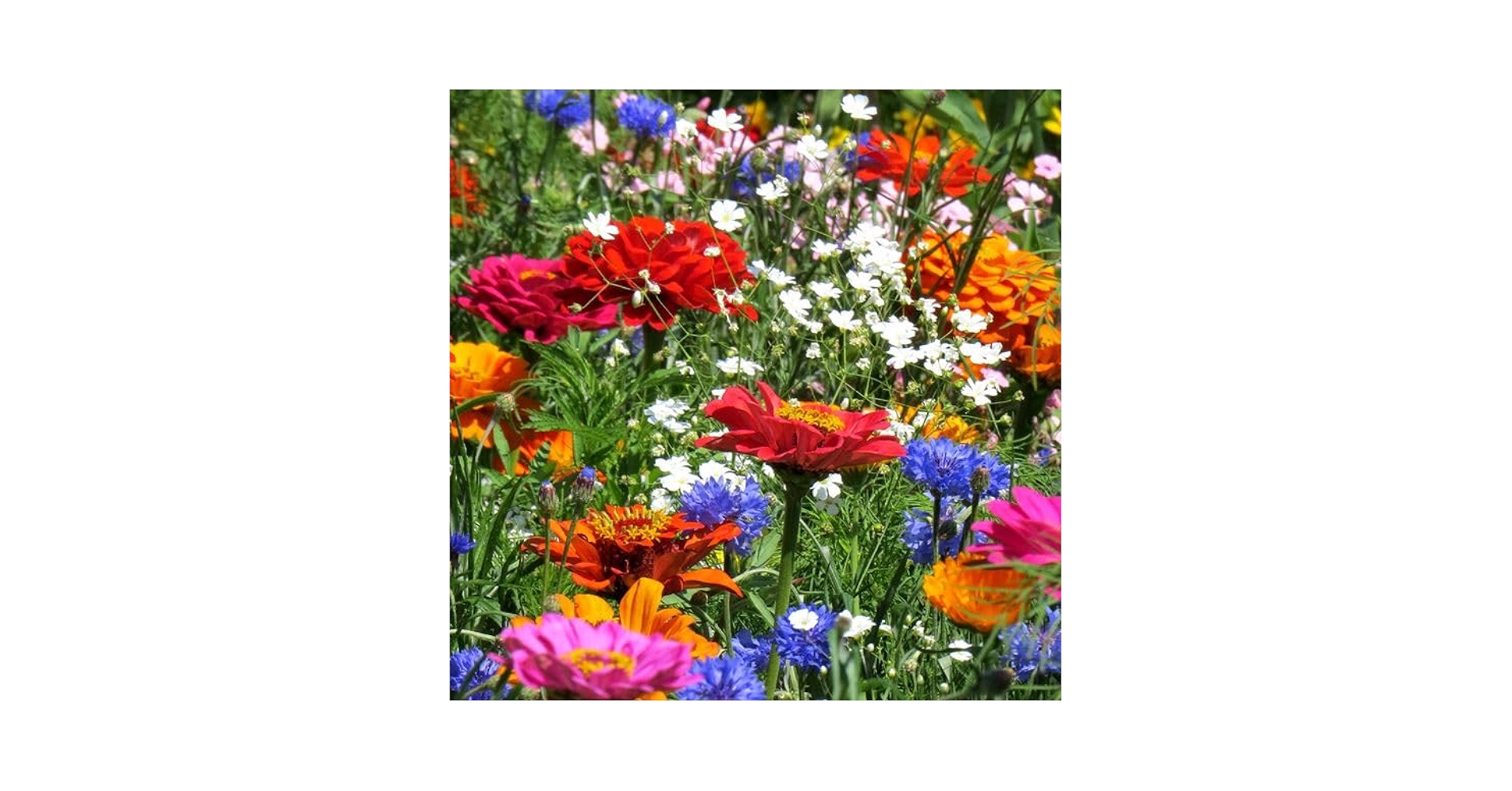 日本エビネ花譜 第4巻 補遺 春咲き種・夏咲き種・稀産種 日本エビネ花譜 第4巻 補遺 春咲き種・夏咲き種・稀産