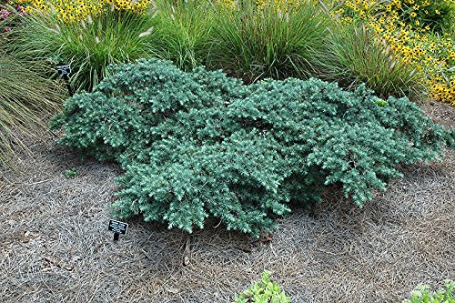 Prostrate Beauty - A Groundcover Himalayan Cedar - 1 Year Live Plant #TOP3
