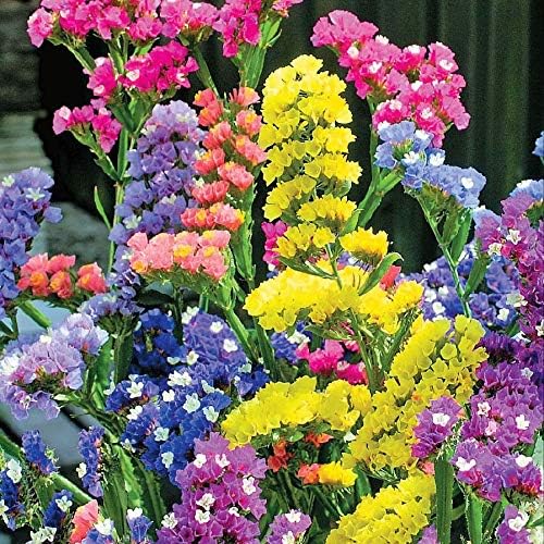 Seeds4planting - Semillas Statice Wavyleaf Mar Lavanda Limonium sinuatum Kermek Mix Anual Flores No OGM