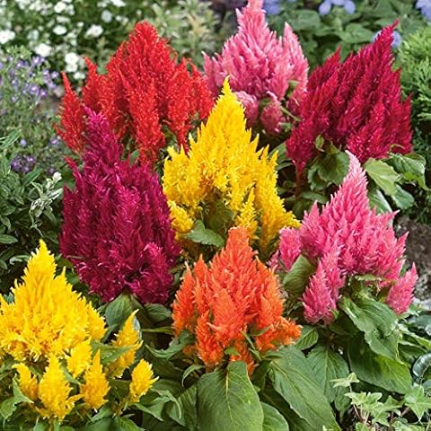 50 Celosia Argentea Plumosa Seeds - Cockscomb Pampass Plume Mixed Colour - 50 Seeds Cover