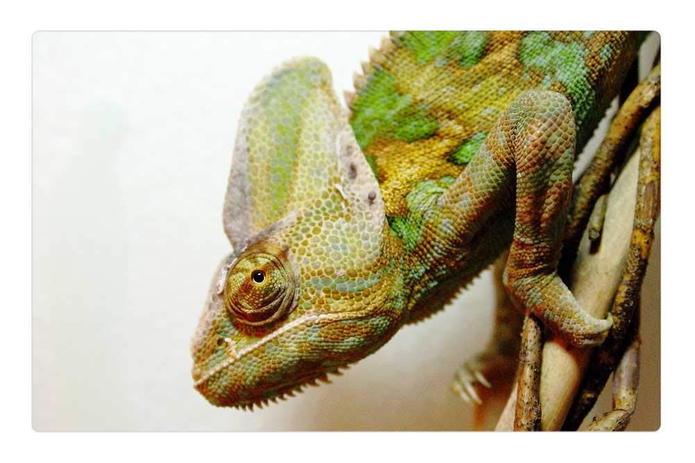 LESGAULEST Doormat Floor Rug/Mat (23.6 x 15.7 inch) - Yemen Chameleon Chamaeleo Calyptratus Chameleon