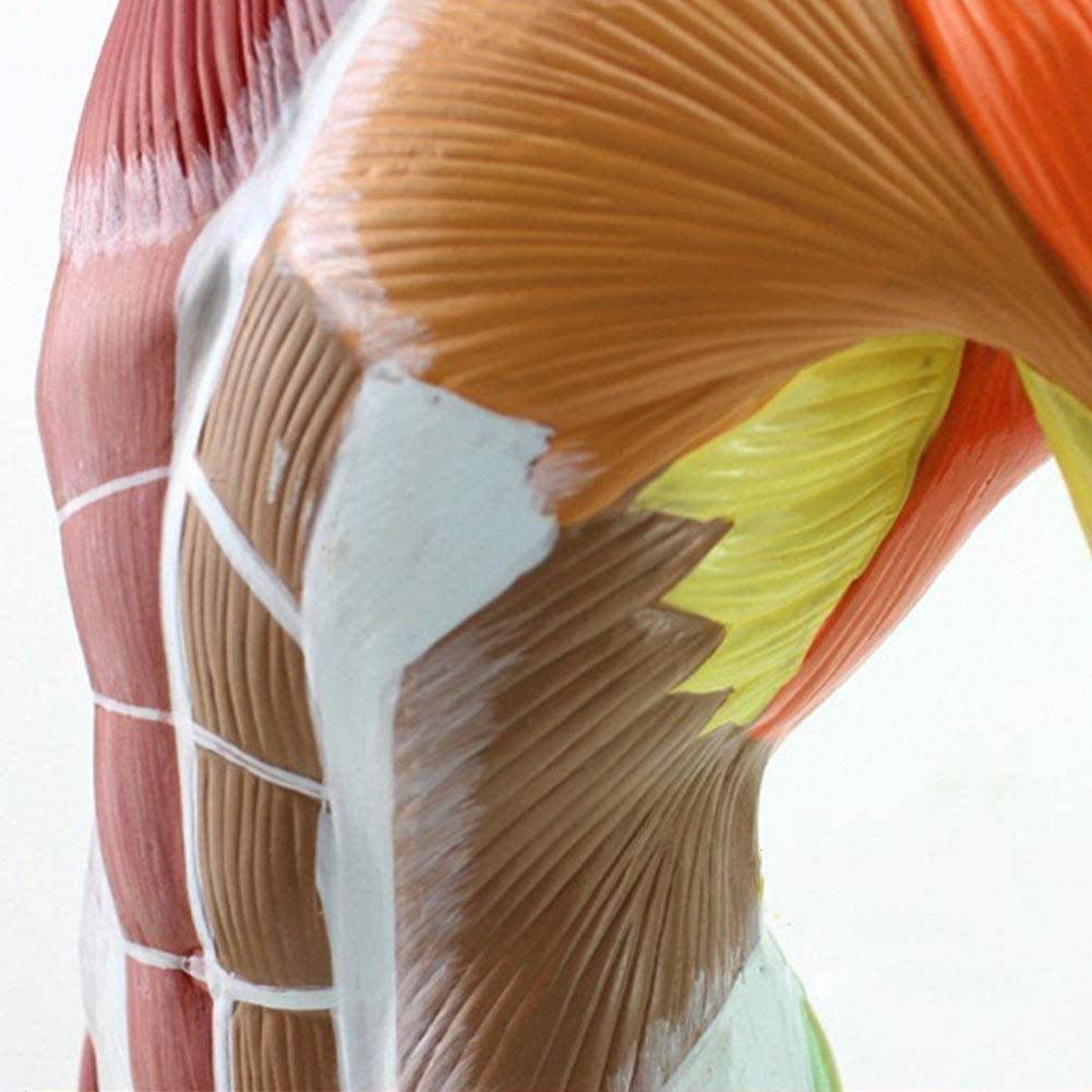 Manuales Modelo médico y Entrenamiento de los músculos Superficiales 50cm Modelo de anatomía Humana Torso Humano Torso Movimiento Modelo Modelo anatómico, Pinturas, 50 centímetros,peint,50cm
