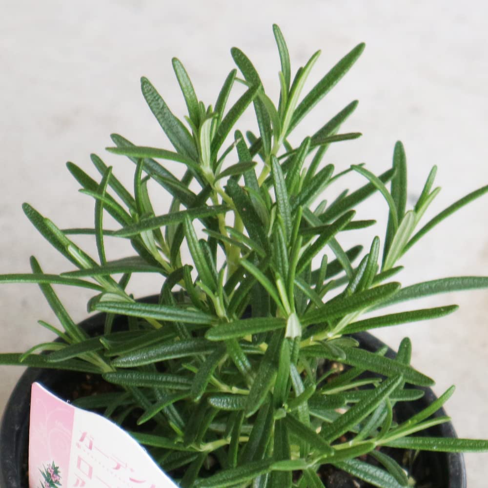 Amazon.co.jp: ITANSE ハーブ苗 ローズマリー アップ