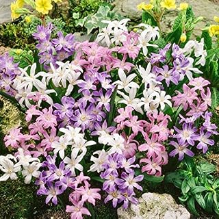 Woodland bulbs® 25 x Mixed Chionodoxa Bulbs - Spring Flowering Bulbs - Chionodoxa Bulbs for Planting Now UK (Free UK P&P)