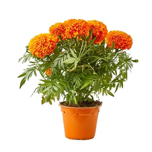 Clavel de la China o Clavel Moro Natural Planta con Flores de Colores