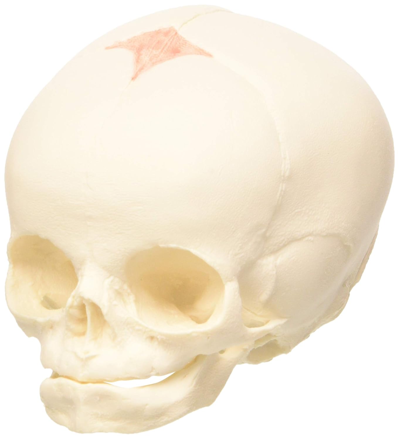 3B Scientific A25 Foetal Skull Model, Natural Cast, 30th Week of Pregnancy + Free Anatomy Software - 3B Smart Anatomy