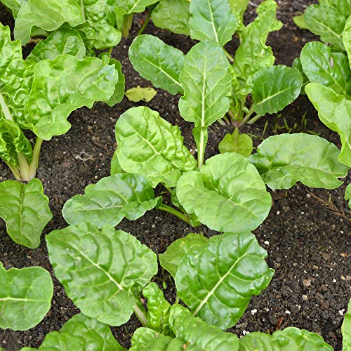 Outsidepride Beta Vulgaris Swiss Chard Green Edible Herb & Vegetable Garden Plants - 2000 Seeds #TOP2