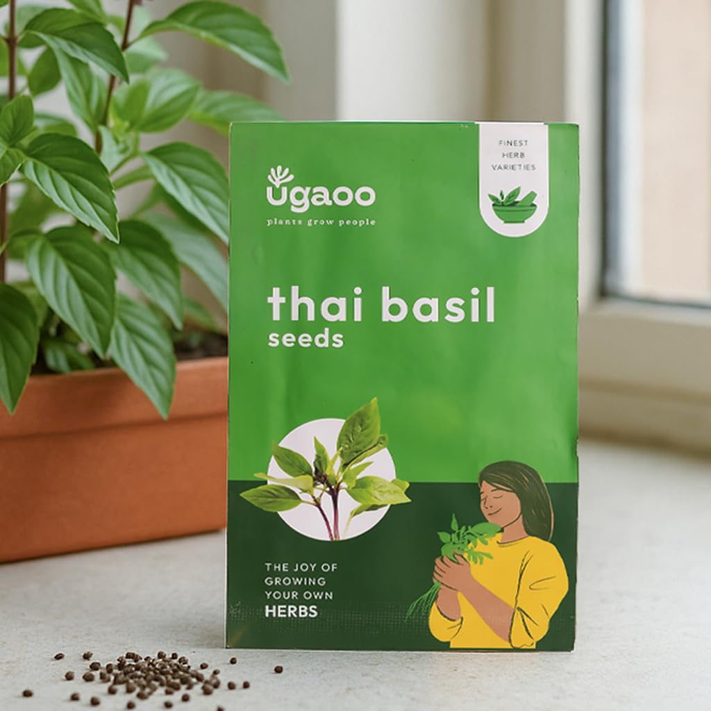 UGAOO Thai Basil Herb Seeds (Green, Pack of 1000)