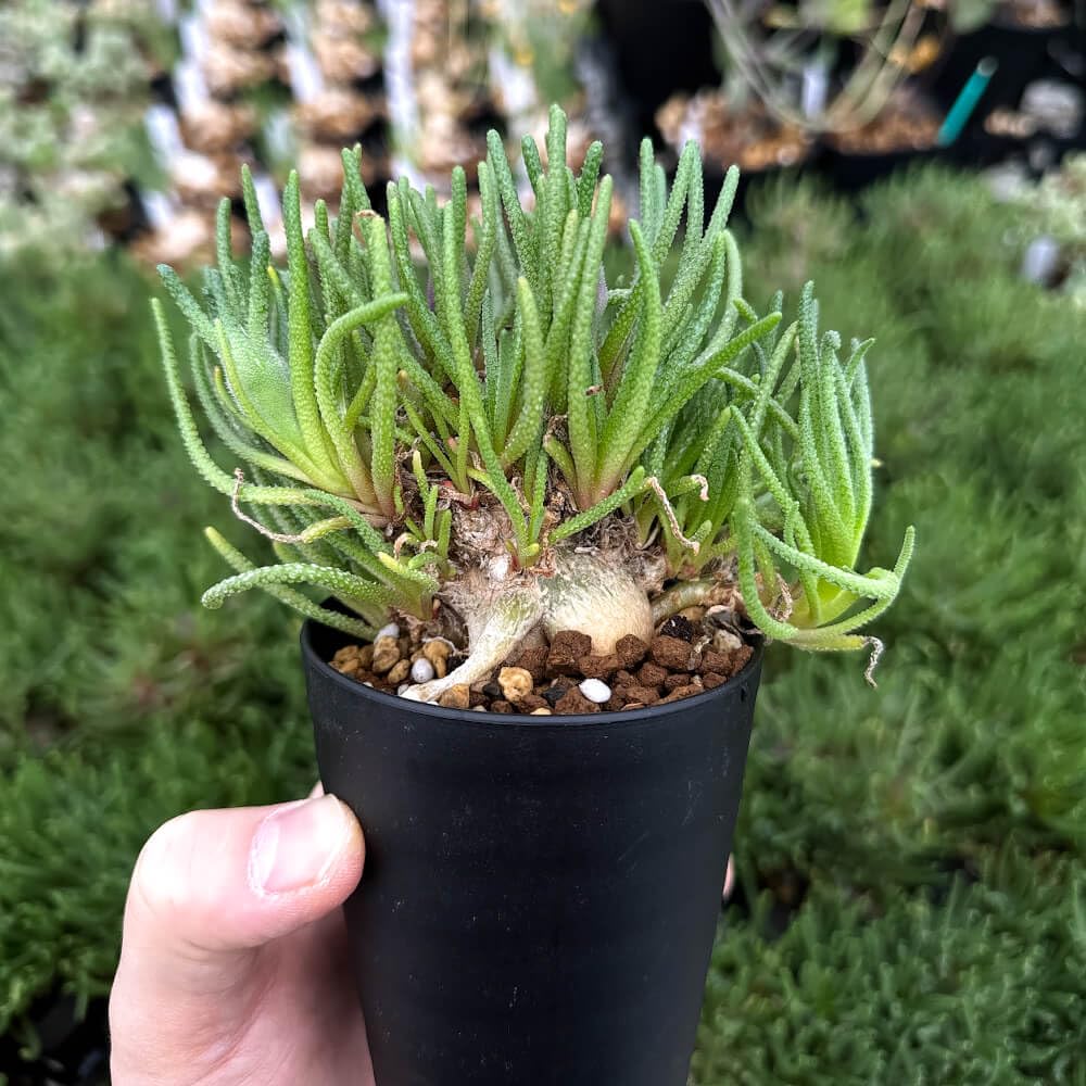 フィロボルス　レスルゲンス　実生　仁王立ち　鉢ごと発送 Amazon｜【植物】鉢植 フィロボルス・レスルゲンス【3号鉢