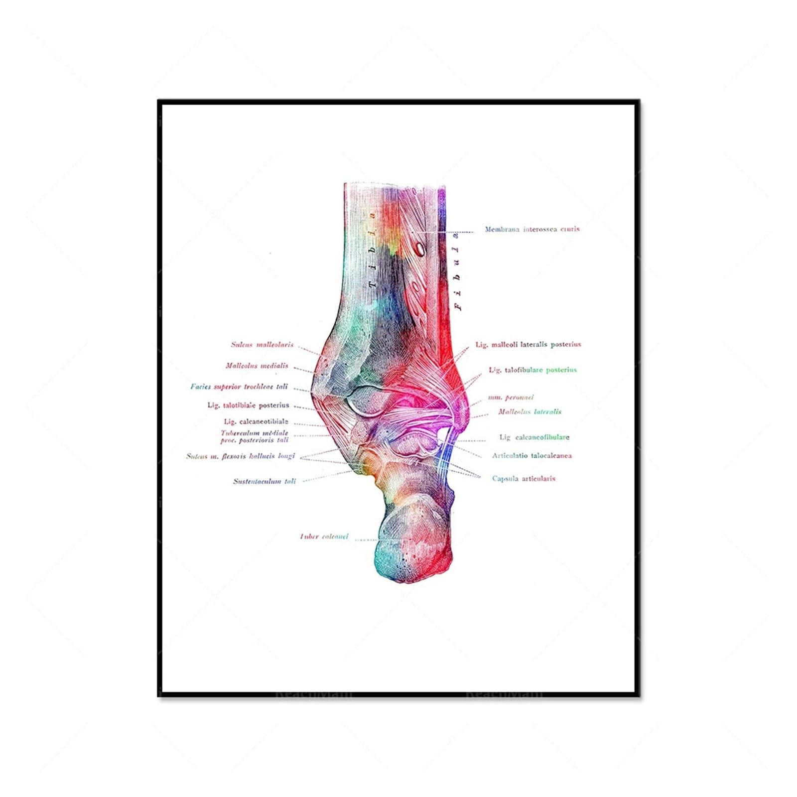 1 Szt. Anatomia Kości Stopy Zestaw Z Nadrukiem Sztuki Podologicznej Plakat Medyczny Ortopedia Prezent Podolog Lekarz Dekoracje Biurowe(1,40x60cm Canvas)