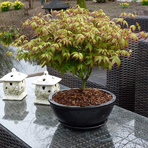 Image of Acer palmatum 'Little Princess' Potted Plants Japanese Maple Hardy Tree Flowering Garden Plants Easy to Grow Your Own 1 x 3 litre Pot by Thompson and Morgan