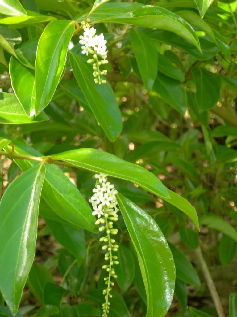 Blooming Parijatham Fiddlewood Citharexylum Spinosum Live Plant – Decorative Tree | Outdoor Garden | Fragrant Accent | Gift Ready Plant-image-26
