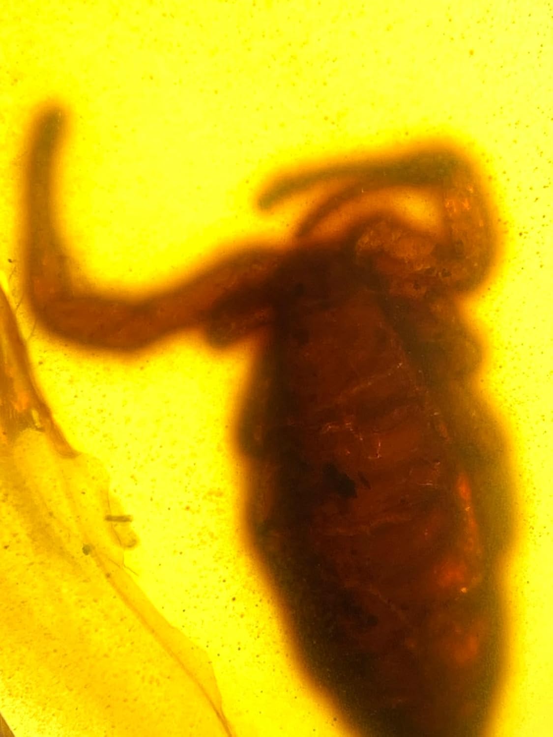 Burmese burmite Cretaceous Scorpion Insect Fossil Amber Myanmar