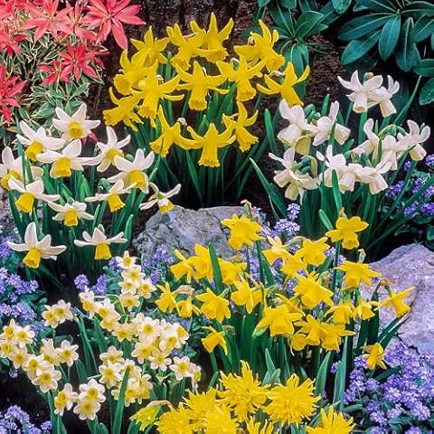 YouGarden Mini Mixed Daffodil Bulbs for Spring Cover