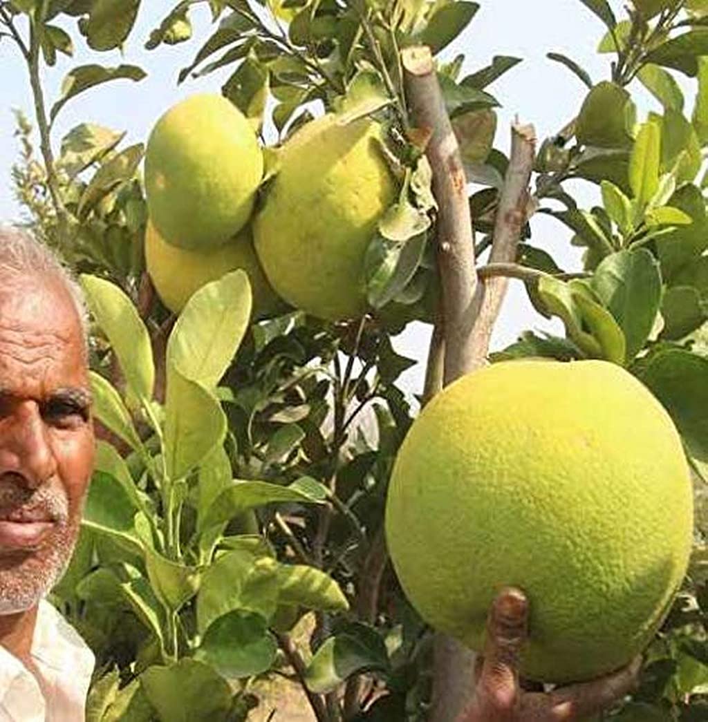 See full amazon price history chart for Ohhsome Live Mosambi Citrus Limetta Plant Fruit Plants For The Garden Musambi (Healthy Plant) Ohhsome Live Mosambi Citrus Limetta Plant Fruit Plants For The Garden Musambi (Healthy Plant) (B09HN3TV74) Amazon Price History, Amazon Price Tracker