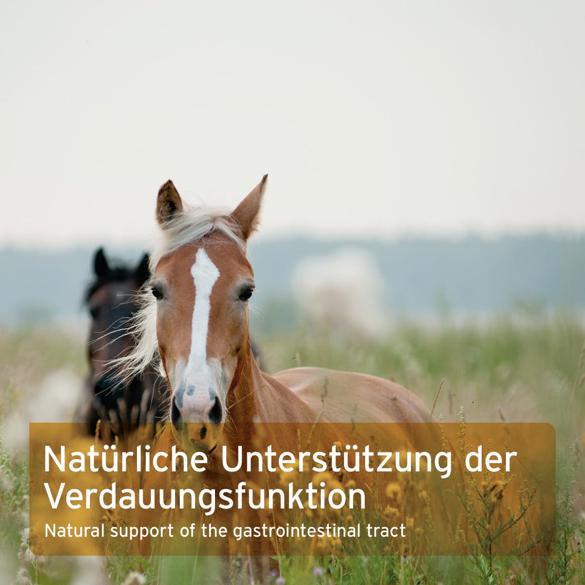 AniForte Indische Flohsamenschalen Pferd 2,5kg – Reich an Ballaststoffen & Schleimstoffen, zur Unterstützung der Verdauung, in Rohkostqualität