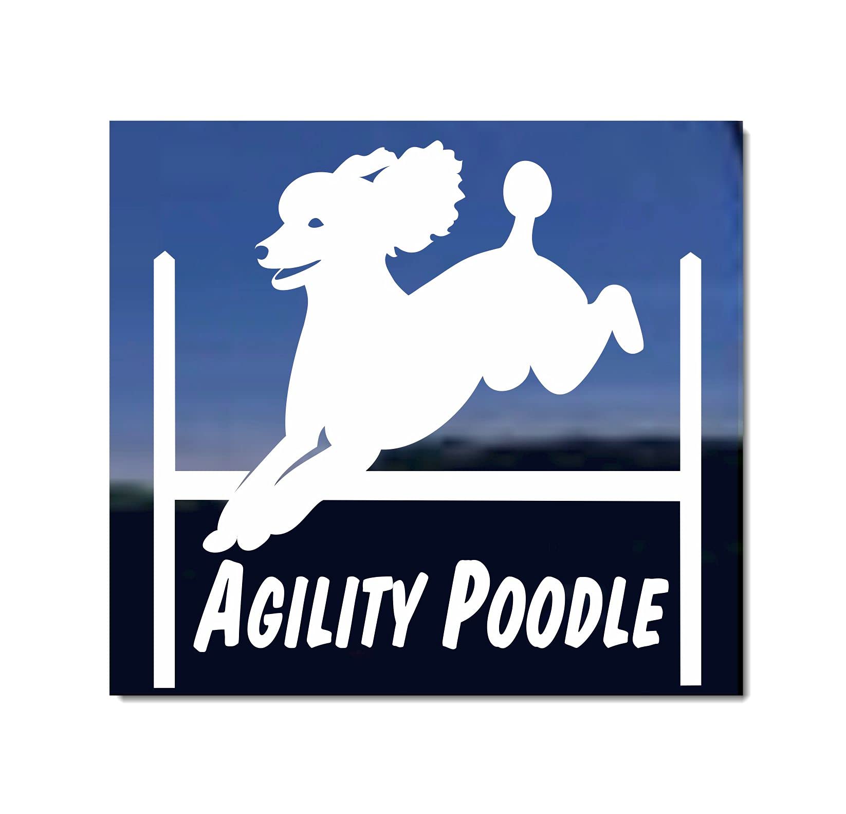 Are Poodles Good For Agility