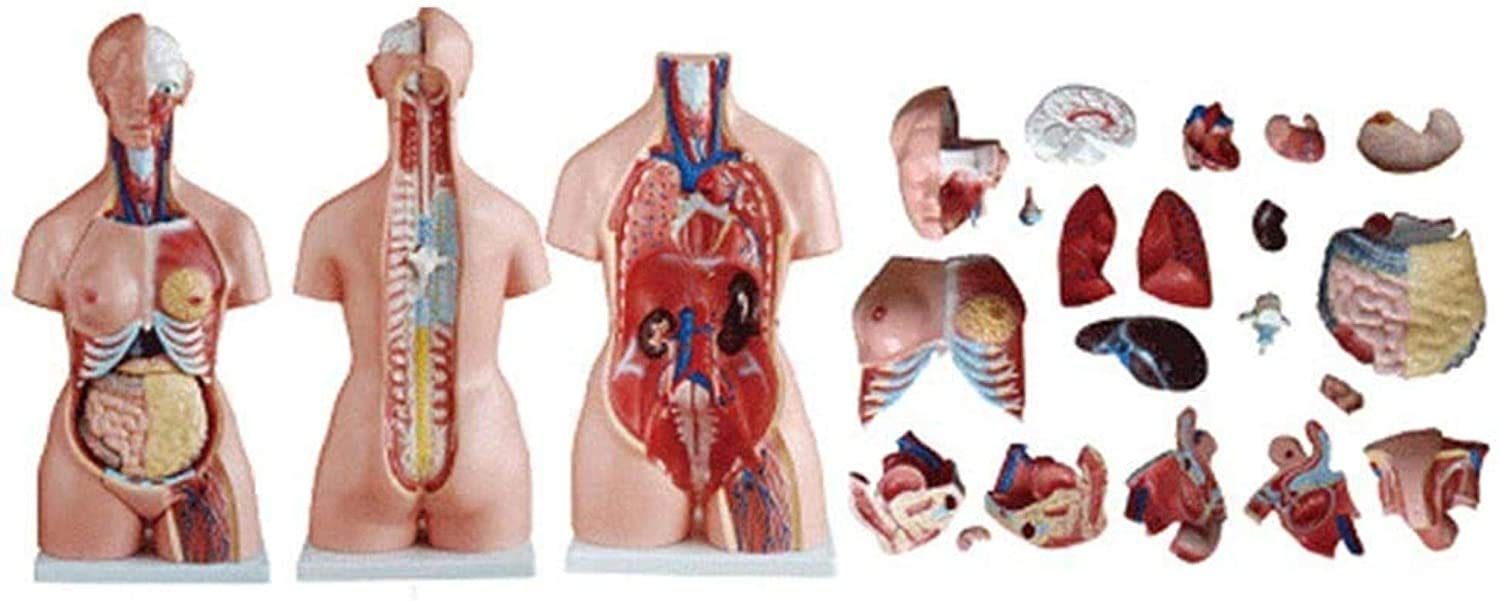 Modelo médico y educación Manual Play 85 cm Torso Modelo Humano Anatomía Humana Anatomía Anatomía Anatómica Anatómica Anatómica Formación anatómica para recursos pedagógicos, Pintado Avan...