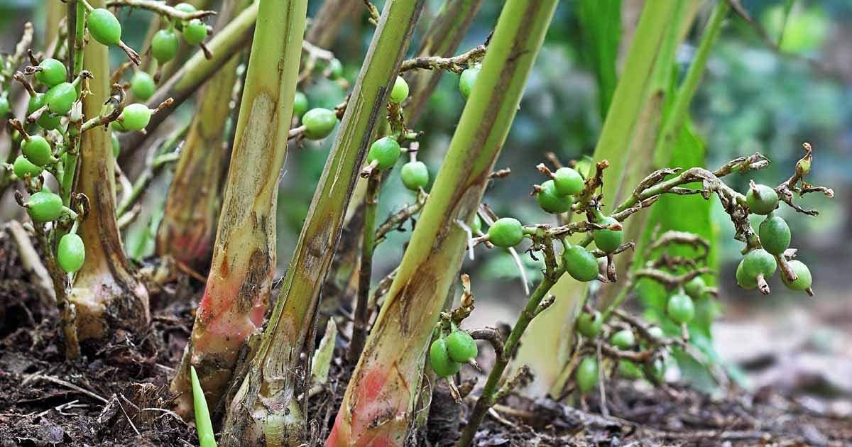 - M-Tech Gardens Rare Green Cardamom Elettaria cardamomum 20 Seeds for Growing