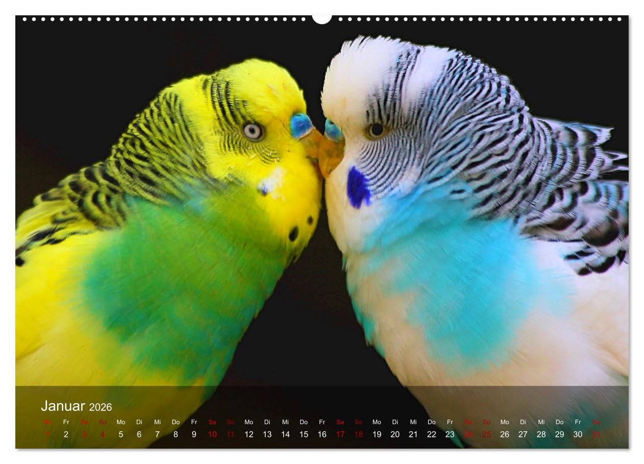 Wellensittiche - gesellige Freunde (hochwertiger Premium Wandkalender 2026 DIN A2 quer), Kunstdruck in Hochglanz: Bezaubernde Bilder niedlicher Wellis unterschiedlicher Farbgebung (CALVENDO Tiere)