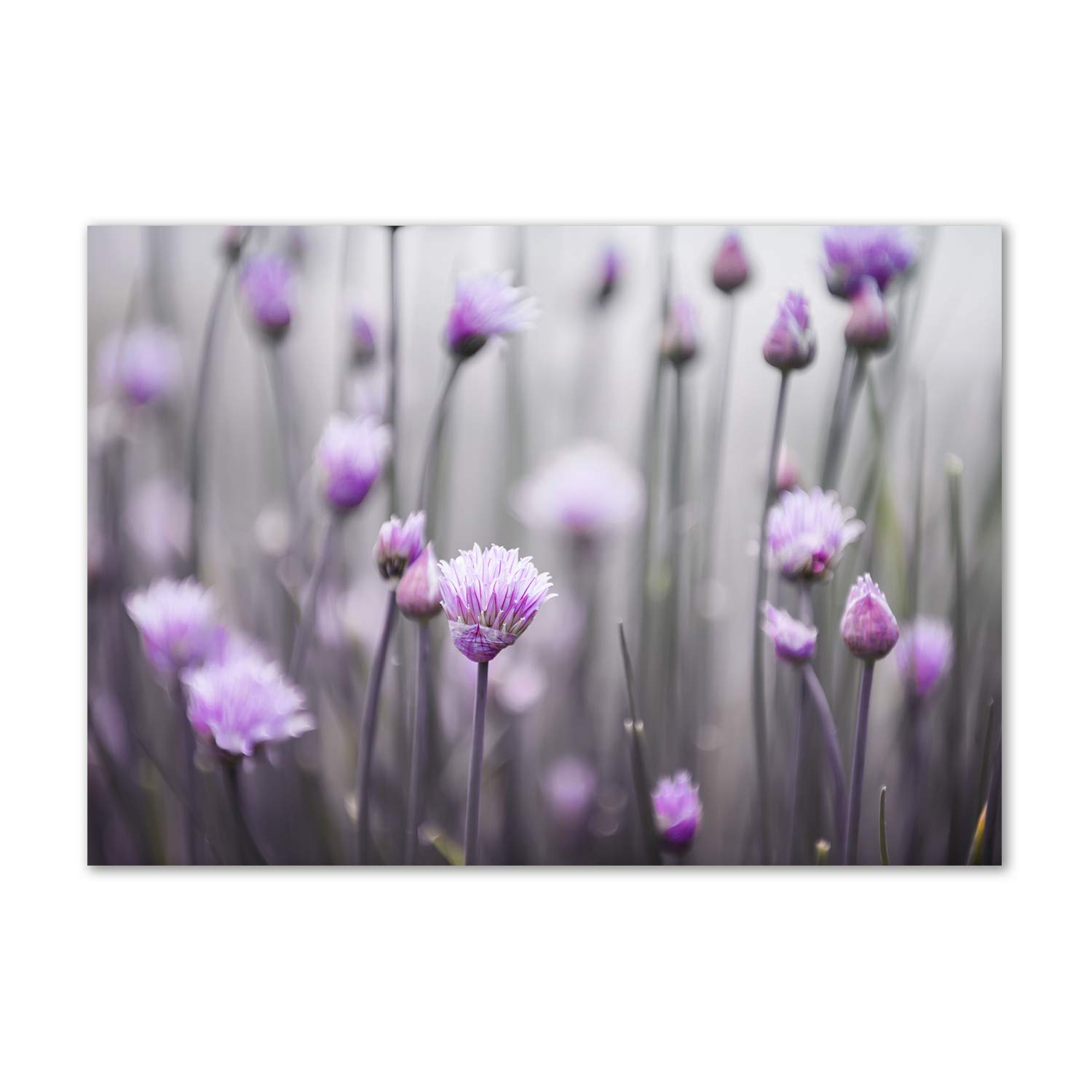 Cadre acrylique fleurs de cebollino incassable pour remplacer les tableaux en verre fragiles