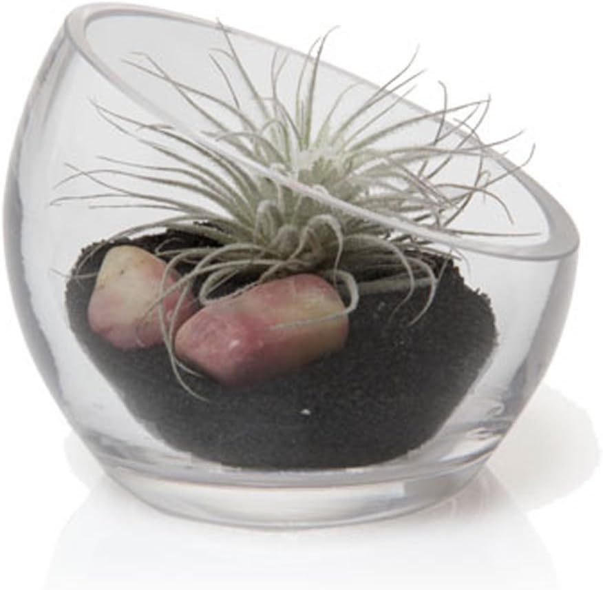CHIVE - Round, Handmade Clear Glass Bowl for Succulents, Cacti, Air Plants, Moss, Tillandsia, Bromeliads, Terrarium (Large)