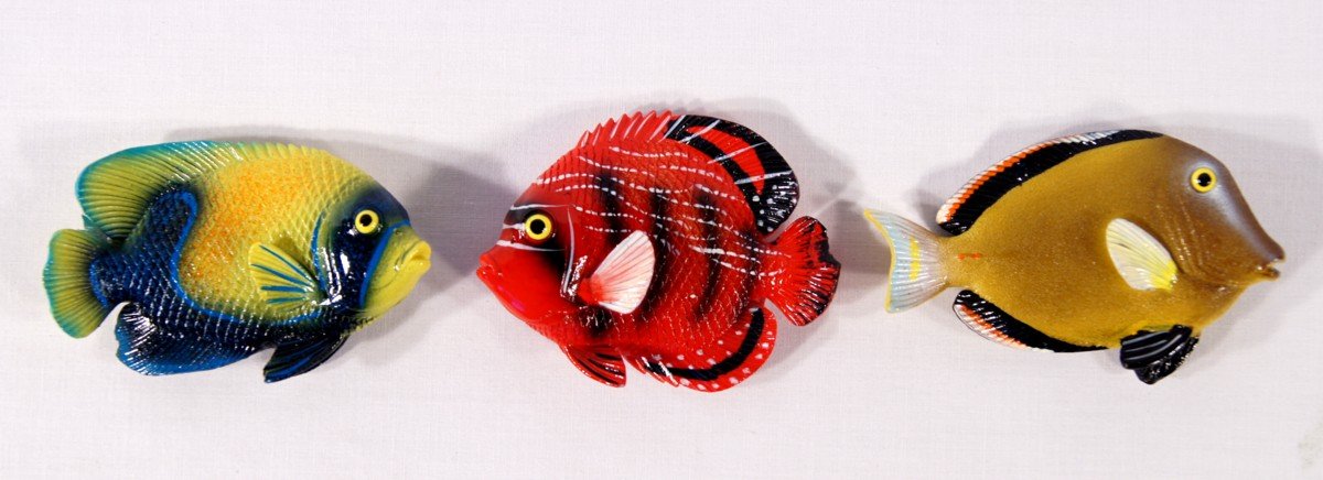 Amazon.com: LX Wholesale Pack Handpainted Assorted Tropical Fish