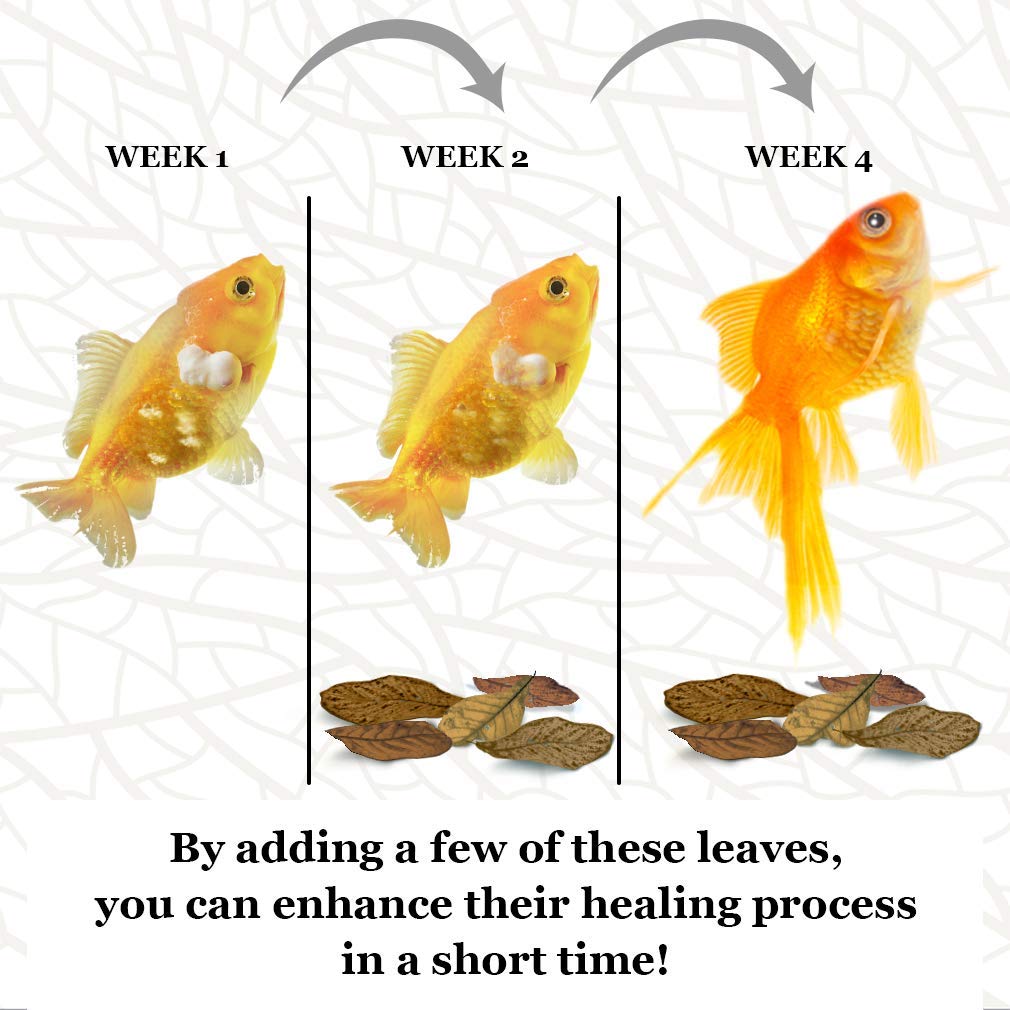Goldfish Types Chart