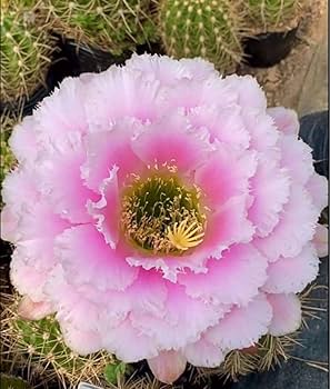 花サボテン　彩雲１点　シャンパン１点　グランドスラム１点　七仙女１点　大輪咲き Amazon.co.jp: 4000件達成感謝最後の一点花サボテン 実生大仙女