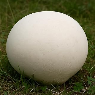 Giant Puffball Mushroom Spores – Calvatia Gigantea | Gourmet Edible Mushroom | Large, High-Yield & Easy to Grow