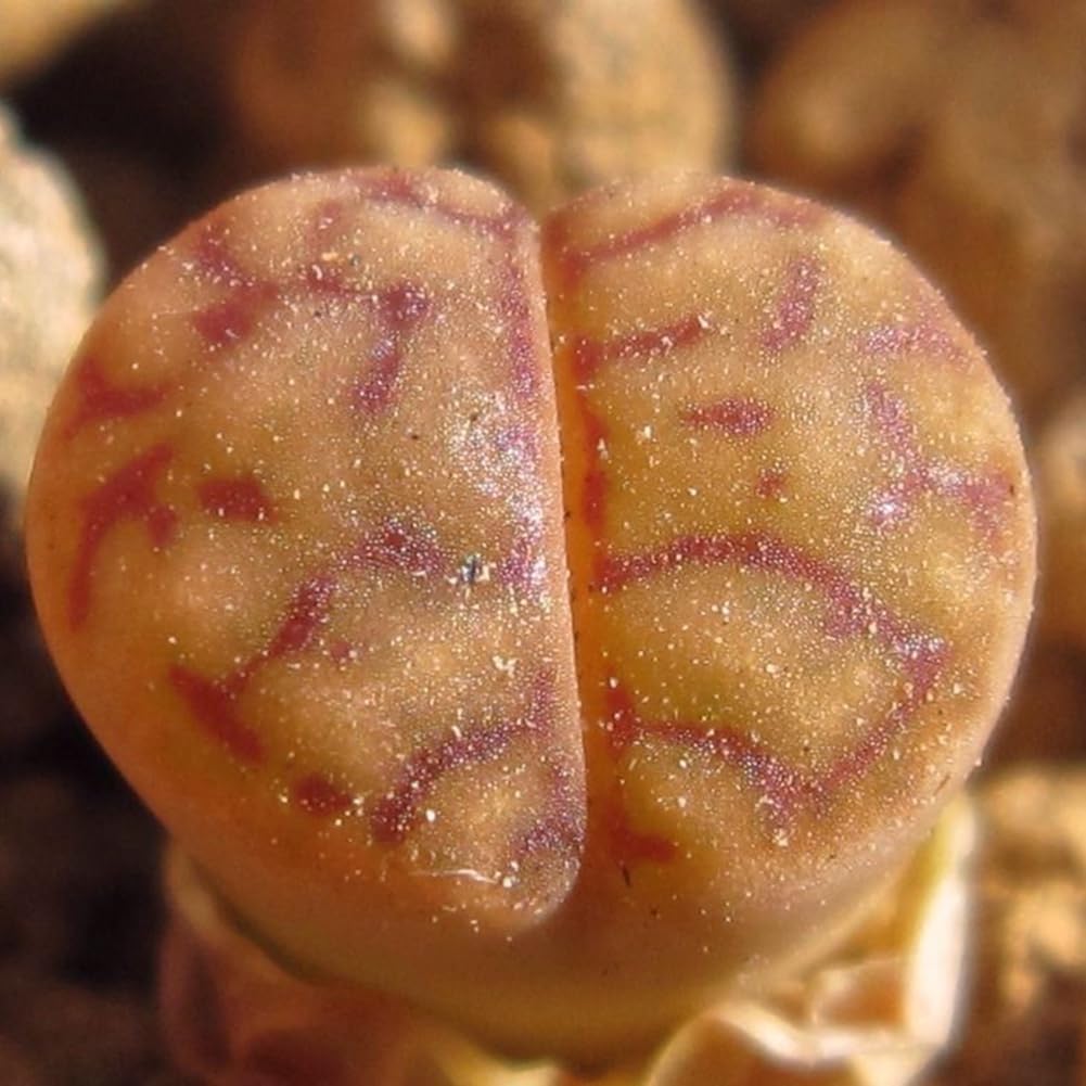 100 piezas de mezcla rara de semillas de Lithops, piedras vivas, cactus suculentos, semillas a granel saludables, fáciles de cultivar en interiores y exteriores. Regalos navideños de jardin
