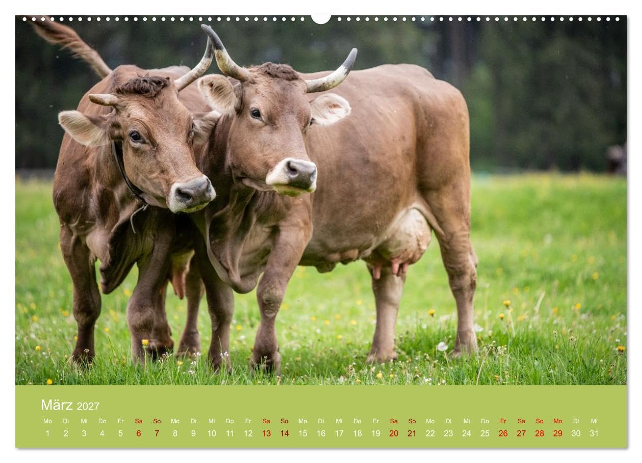 Allgäuer Rindvieh 2027 (hochwertiger Wandkalender 2027 DIN A2 quer), Kunstdruck in Hochglanz: Ein Kalender für alle Allgäu- und Kuhliebhaber. (CALVENDO Tiere)