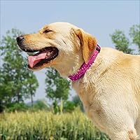 Vista 3 de TDTOK Collar Básico Brillante para Perro, Collar para Perro Cómodo y Duradero para Perros Pequeños, Medianos y Grandes con Hebilla de Plástico