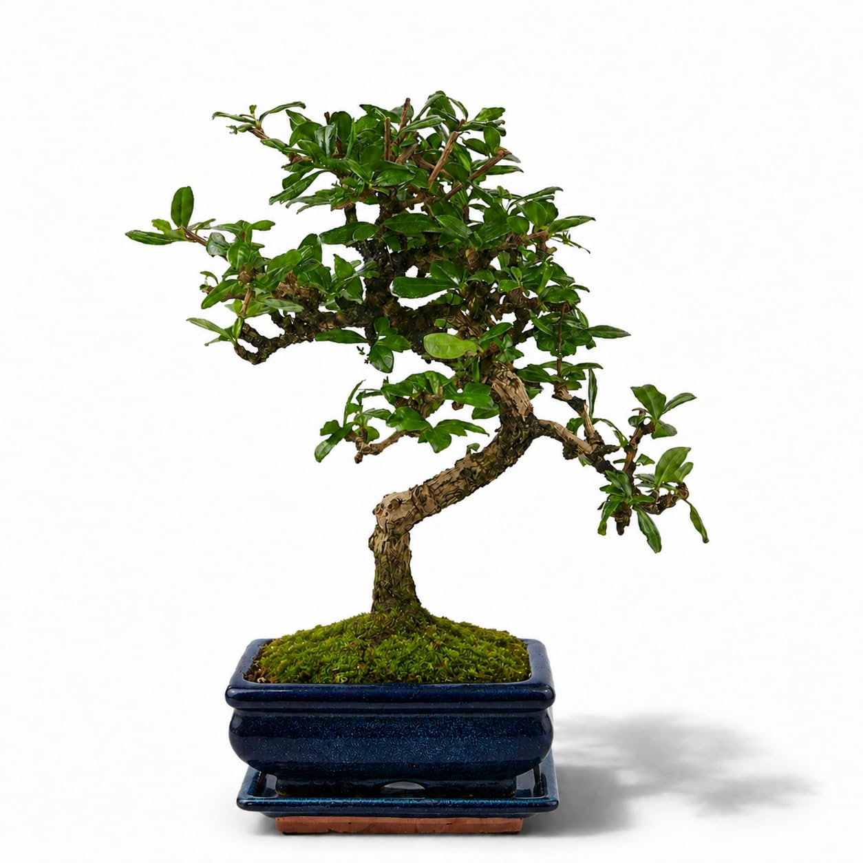 Carmona Bonsai Tree with White Flowers – Indoor Bonsai Plant in 15 cm Pot – Fukien Tea (Carmona Microphylla) – Live Houseplant for Home or Office