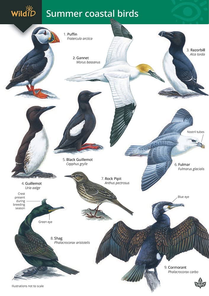 Summer Coastal Birds (WildID)