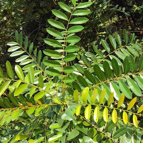 See full amazon price history chart for Florona Lakshmi Taru, paradise tree, simarouba glauca 1 Helathy Live Plant (Seedling) Florona Lakshmi Taru, paradise tree, simarouba glauca 1 Helathy Live Plant (Seedling) (B09HM4WT84) Amazon Price History, Amazon Price Tracker