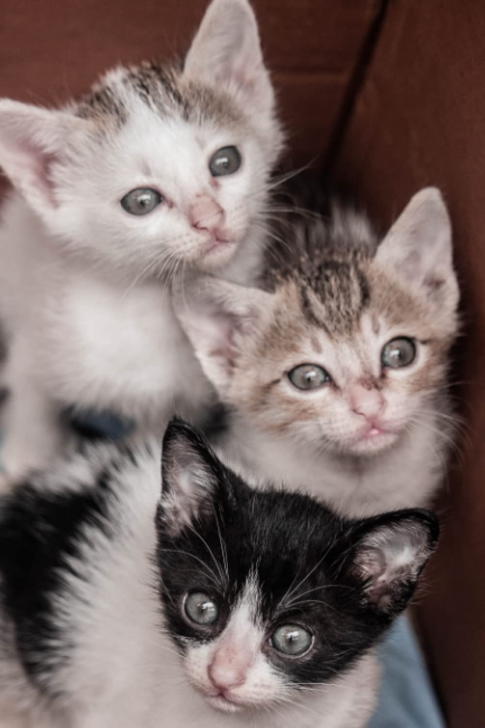 Cat Notebook: College Ruled, 120 Pages, 6x9 inches, Soft Cover (Cats Notebooks)