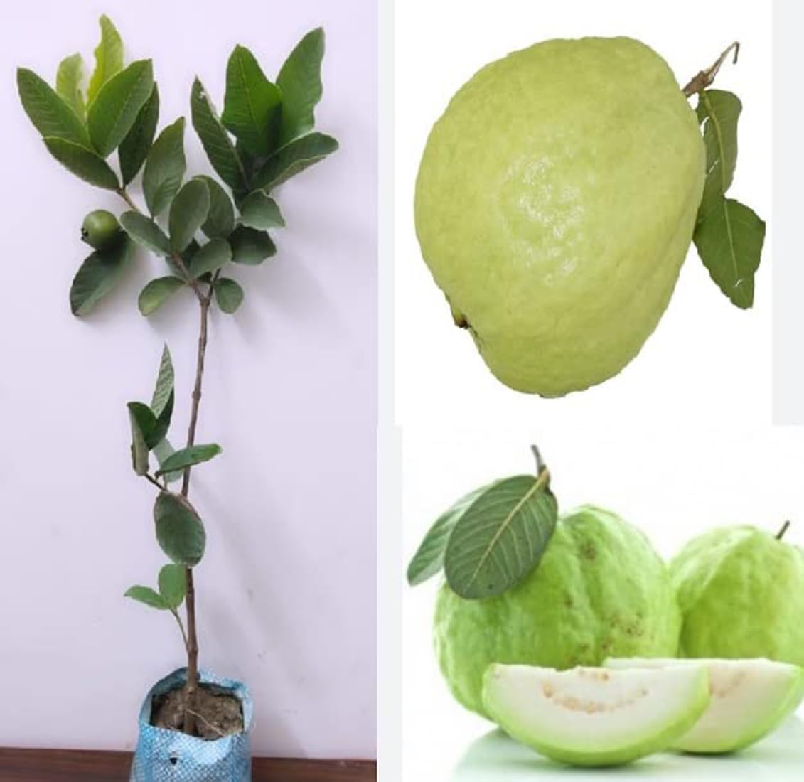 Green view"1 Kg Guava/Kilo Guava"Clone Type Hybrid Guava - 1 Healthy Live 1 Kg Guava/Kilo Guava Fruit Plant 1.5-2 Ft Height in Nursery Grow Bag for Home Garden (B0BXH9CQ8N) Amazon Price History, Amazon Price Tracker