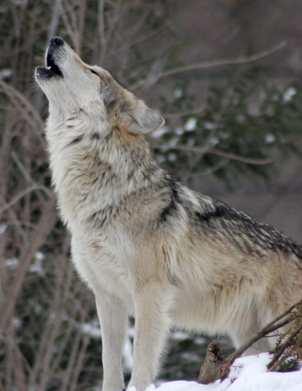 Wolf howling Journal: wolves: Artistry, Steve King: 9798806947056