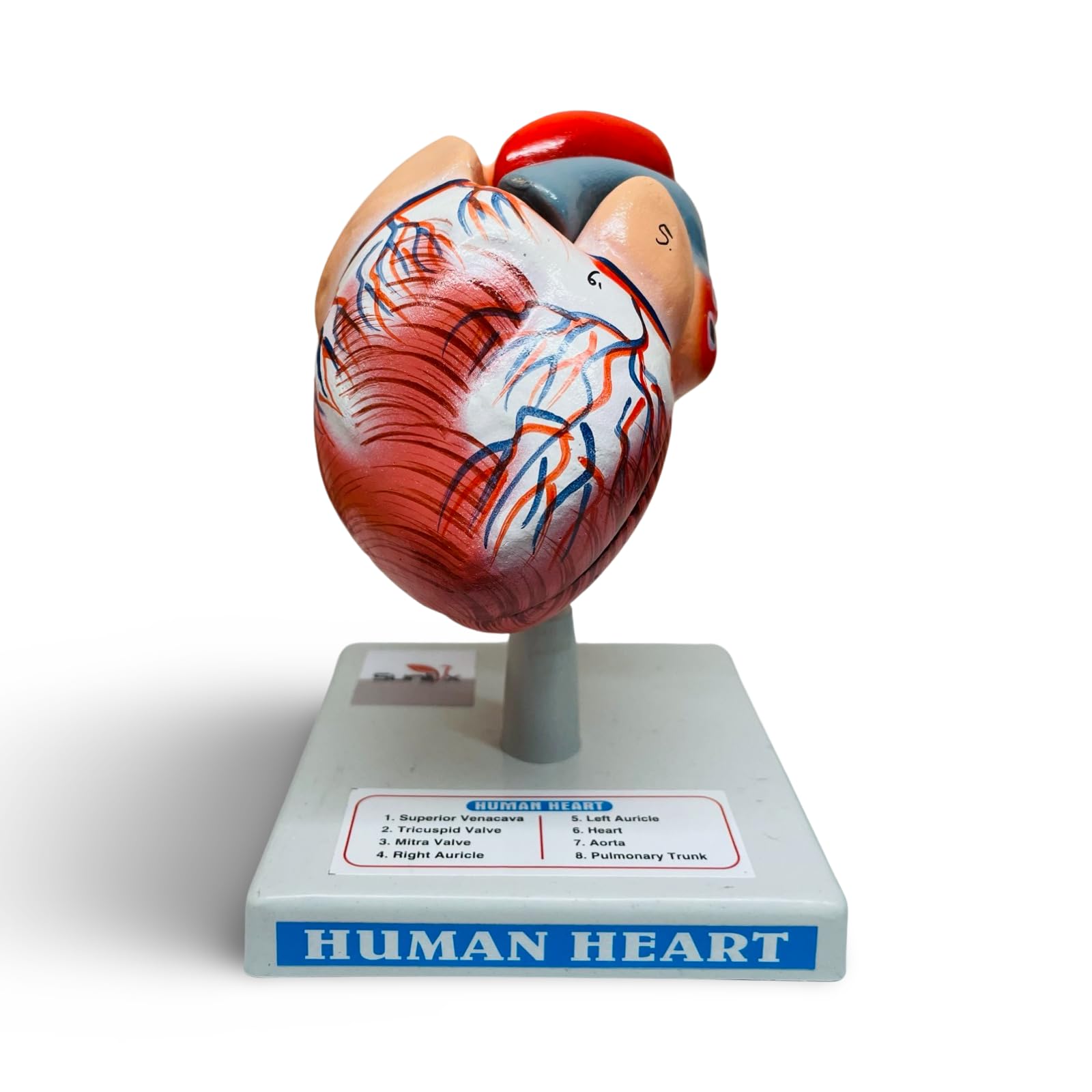 Sunlix Human Heart Model | Human Heart Model for Students & Teachers | Table Top Human Heart Model | Realistic Human Heart Model for Home or Classroom (B0D32ZVHJJ) Amazon Price History, Amazon Price Tracker