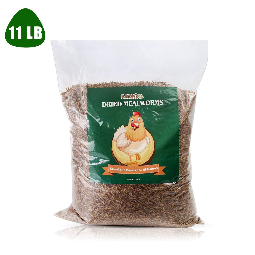Buy LUCKYQ Mealworms 11Lbs, HighProtein Bulk Dried Mealworms, 100 Non