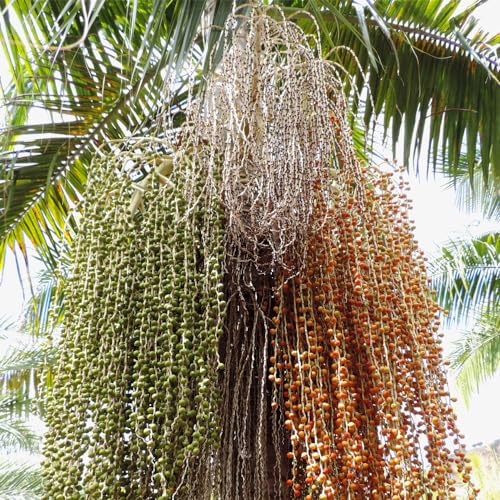 Genérico, Muda de Palmeira Real 20 a 40cm AMK - Plantas Online