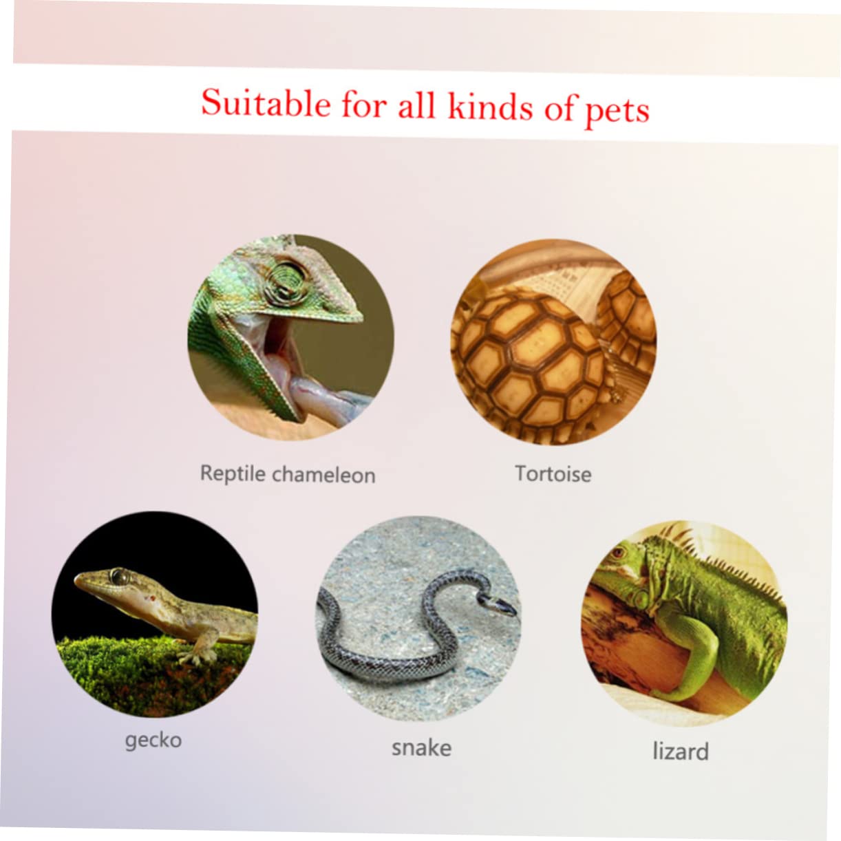 Medidor De Humedad y Temperatura Digital Para Caja De Reptiles Compacto
