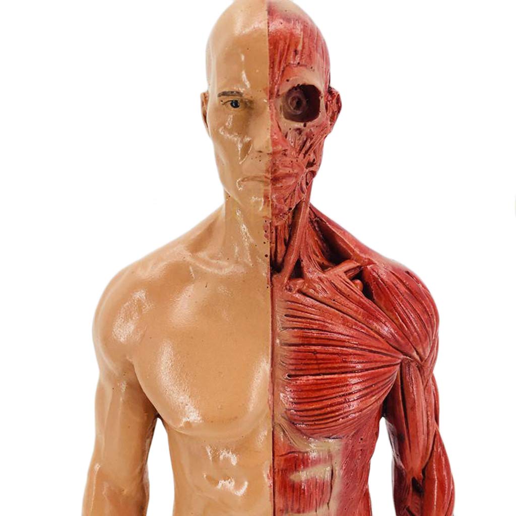 Sjdopulse Men's Human Anatomy Figure - 30Cm / 11.8Inch Anatomy Figure - Resin Body Musculoskeletal Anatomy Model - For Human Body Painting Sculpture