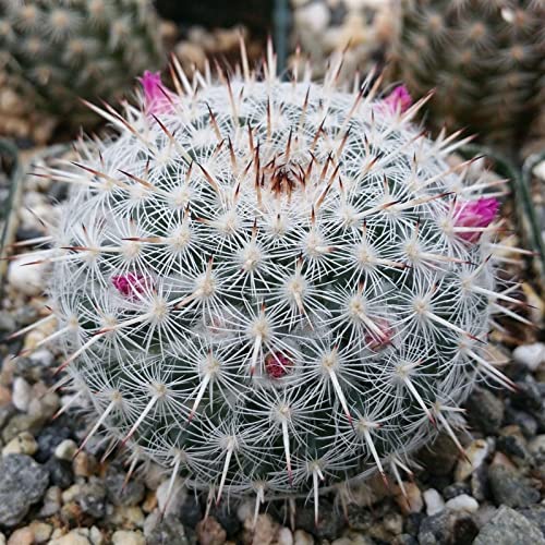 Mammillaria albata Cacti Cactus Succulent Real Live Plant