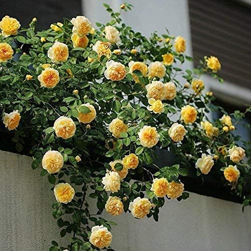 Guruji Plantation Rare Rose Climbing Live Flower Plant for Indoor and Outdoor Gardening, with Pot (Yellow) (B0D6LDDYPM) Amazon Price History, Amazon Price Tracker
