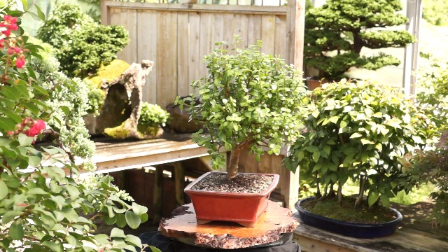 Amazon.com: Brussel's Bonsai Live Dwarf Jade Bonsai Tree, Indoor