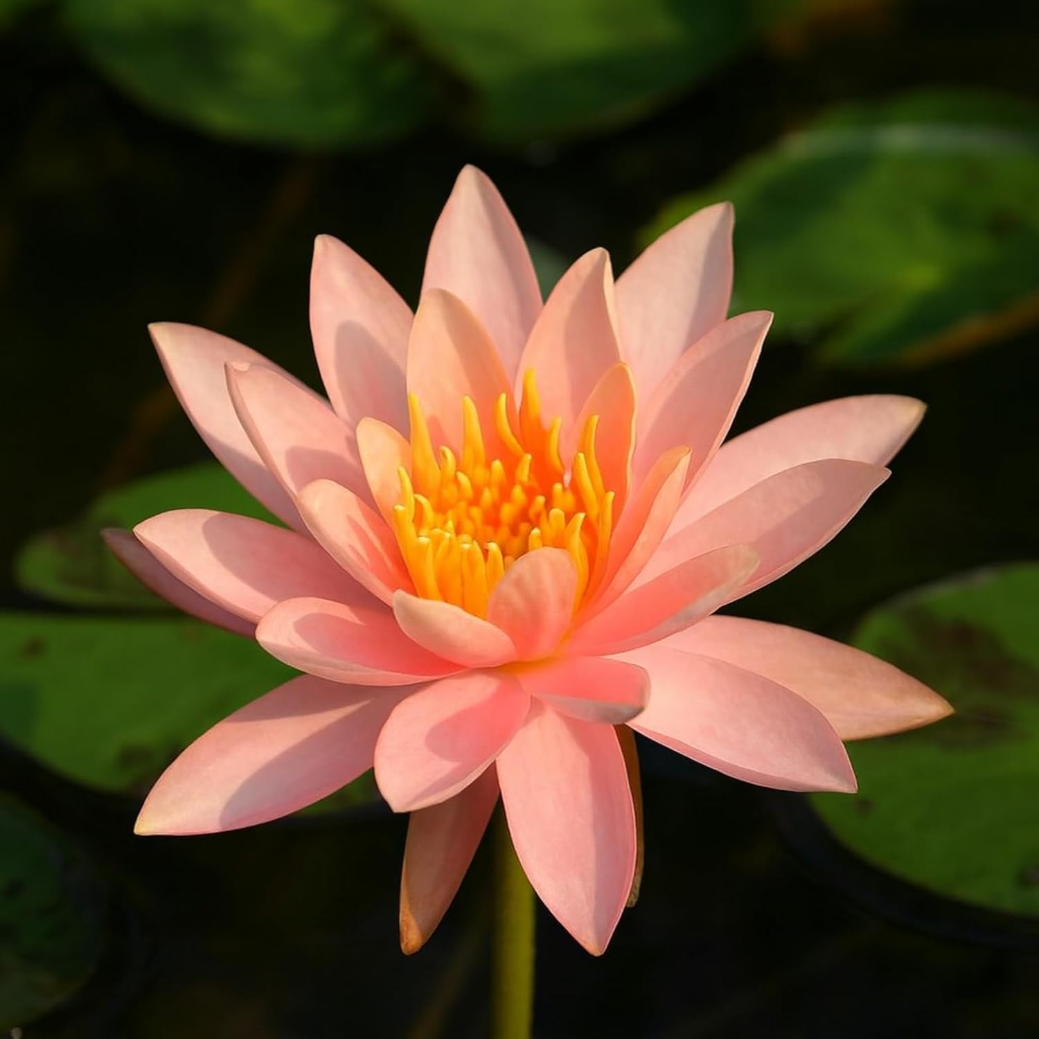 Organic Water Lily Rhizomes for Healthy Aquatic Flower Gardens-image-37